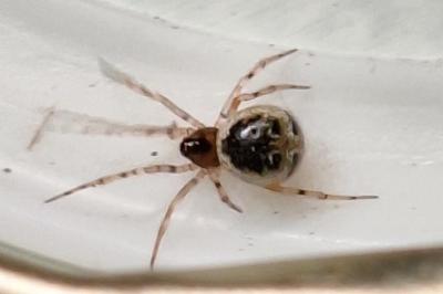 <i>Sardinidion blackwalli</i>