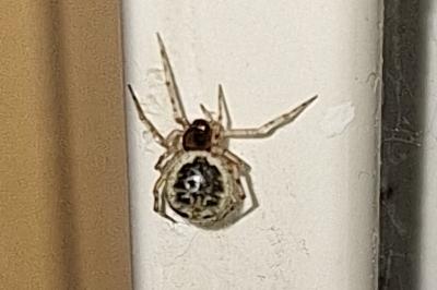 <i>Sardinidion blackwalli</i>