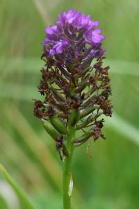 Orchis pyramidal