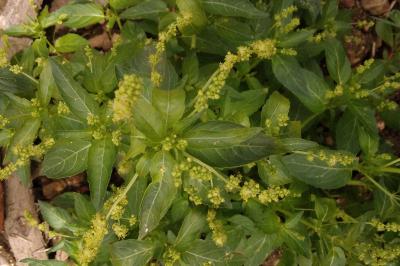 Mercuriale annuelle
