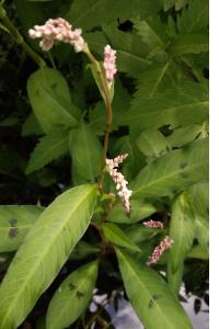 Persicaria maculosa