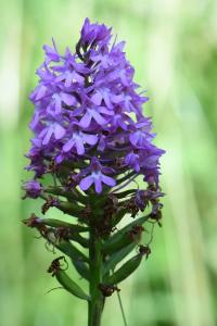 Orchis pyramidal