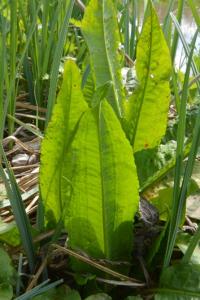 Patience d'eau