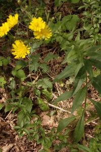 Épervière lisse