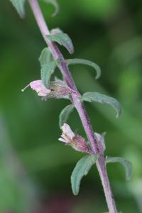 Odontite rouge