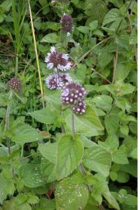 Menthe aquatique