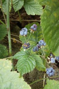 Rosier bleue