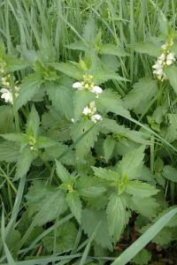 Lamier blanc