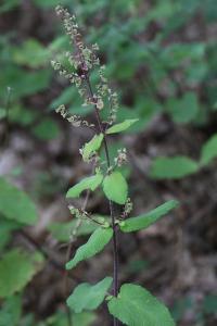Teucrium scorodonia