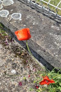 Coquelicot