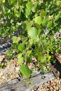 Bouleau verruqueux
