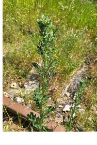 <i>Senecio</i>