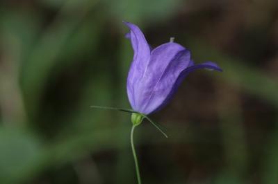 Campanule à feuilles rondes