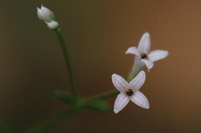 Herbe à l'esquinancie