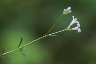 Herbe à l'esquinancie