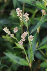 Persicaria maculosa