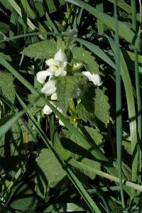 Lamier blanc