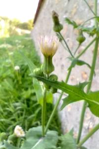 Laiteron potager