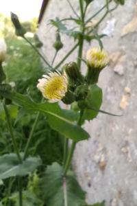 Laiteron potager