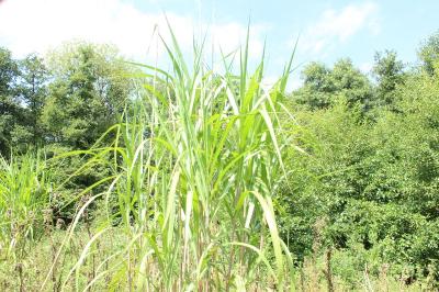 <i>Miscanthus</i>