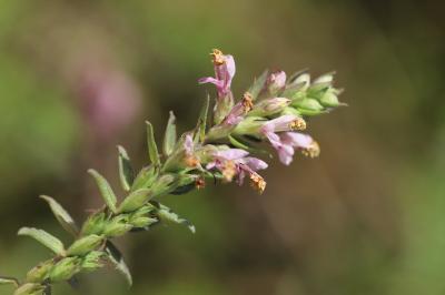<i>Odontites vernus subsp. serotinus</i>