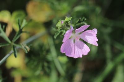 Mauve musquée