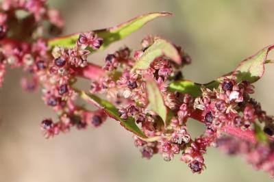 Limoine