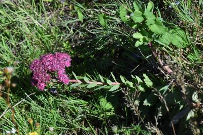 Herbe de saint Jean