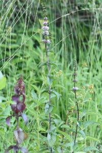 Menthe verticillée