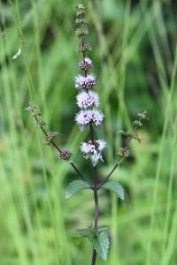 Menthe verticillée