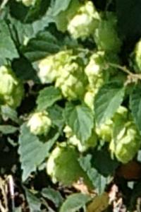Houblon grimpant