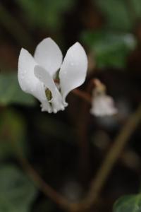 Cyclamen à feuilles de lierre