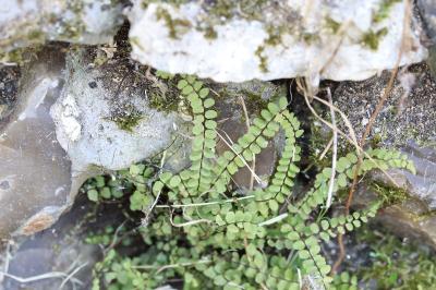 Capillaire des murailles