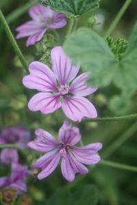 Mauve sauvage