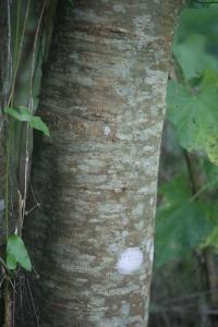 <i>Salix</i>