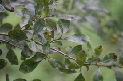 <i>Salix</i>
