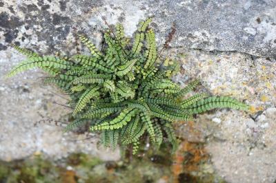 Asplenium trichomanes