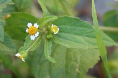 Galinsoga cilié