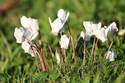 Cyclamen à feuilles de lierre