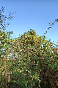 Houblon grimpant
