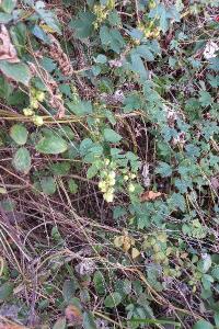 Houblon grimpant