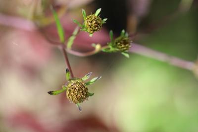 Bident trifolié