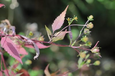Bident trifolié