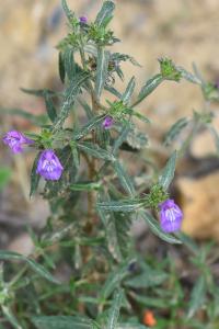 Galéopsis à feuilles étroites