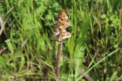 Orobanche de la picride