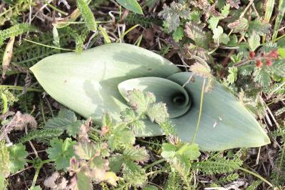 Orchis bouc