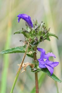 Campanule agglomérée