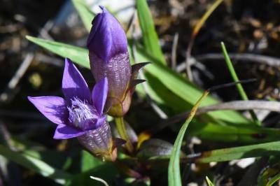 Gentianelle d'Allemagne