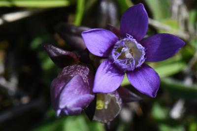 Gentianelle d'Allemagne