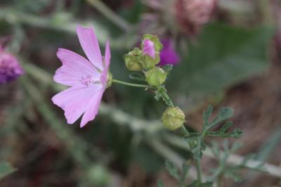 Mauve musquée
